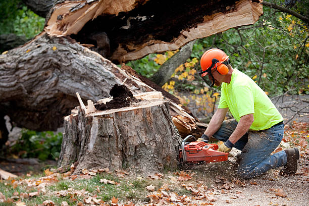 Best Tree Removal  in Paris, TX