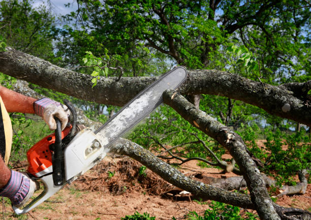 Best Arborist Consultation Services  in Paris, TX