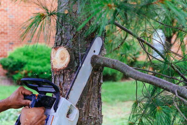 How Our Tree Care Process Works  in  Paris, TX